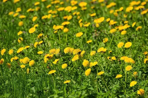 蒲公英，蒲公英，花在草地作为背景，春天。
