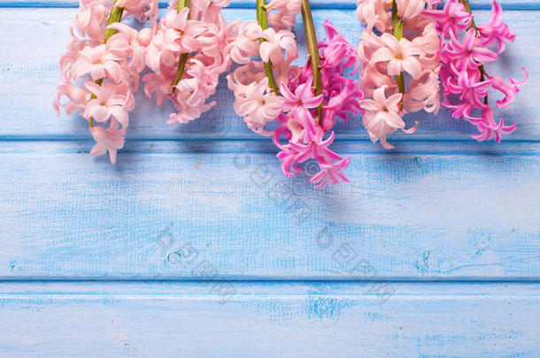 蓝色彩绘木板上的新鲜粉红色花朵。