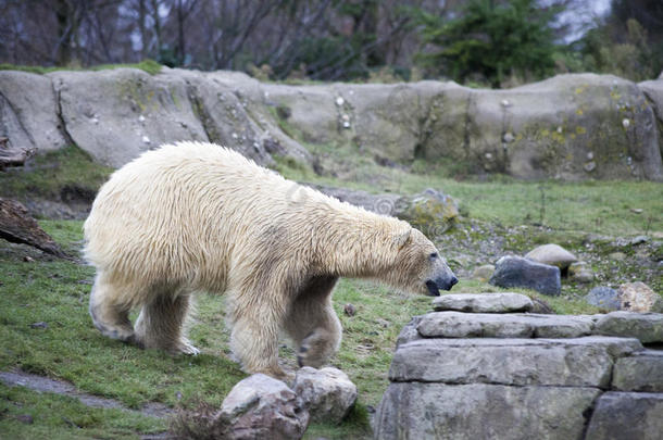 阿拉斯加，北极熊。 大白熊在春天的森林里。 北极熊在阿拉斯加，岩石，草，寒冷的春天。