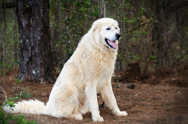 伟大的比利牛斯牲畜守护犬