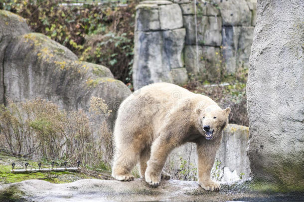 大白熊。 北极熊去海里游泳。 阿拉斯加的早春野生熊钓到一条鱼。