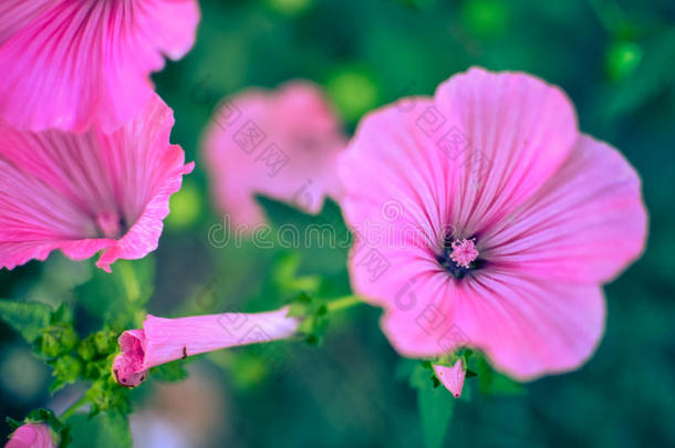 拉瓦塔特写的大而漂亮的粉红色花朵