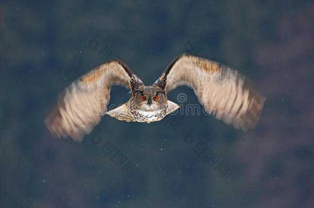 猫头鹰的脸飞。 在寒冷的冬天，在雪林中，飞着欧亚鹰猫头鹰，张开翅膀，雪花飞舞。 行动野生动物SCE