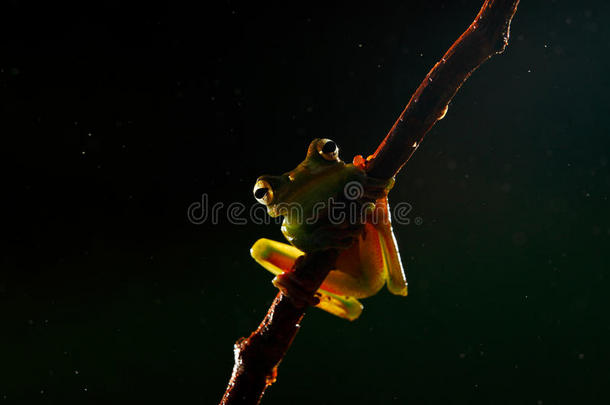 美丽的青蛙在夜晚。 橄榄树蛙，金雀花，来自哥斯达黎加森林。 热带丛林与动物。 青蛙目击