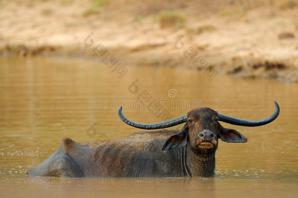 亚洲水牛，BubalusBubalis，在棕色池塘里。 野生动物现场，<strong>夏日</strong>与河流。 <strong>大</strong>自然栖息地的<strong>大</strong>动物