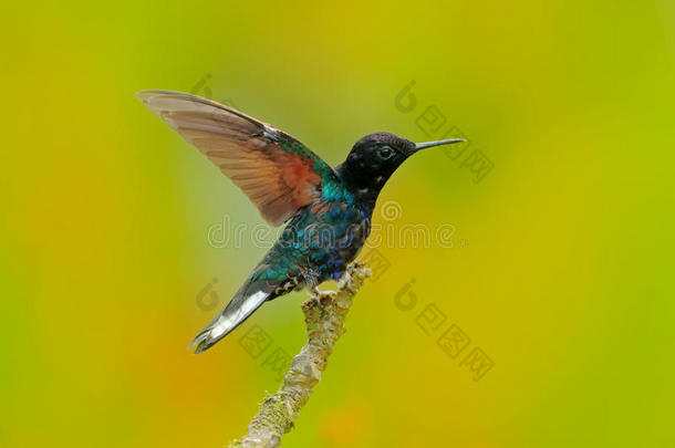 厄瓜多尔自然栖息地美丽的光泽和闪闪发光的鸟。 天鹅绒紫色冠层，布瓦松娜·贾迪尼，深蓝色和蓝色