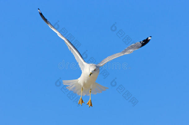 鸟儿在蓝天中飞翔。 环填充鸥，拉罗斯德拉瓦伦西，来自佛罗里达州，美国。 白色海鸥在飞行中张开翅膀。 行动