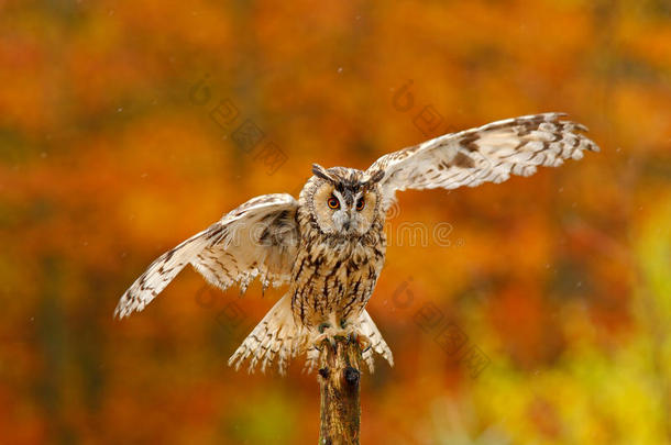 秋天橙色森林和野生猫头鹰。 大自然中可爱的鸟。 猫头鹰张开翅膀。 橙色秋叶林中的猫头鹰。 长耳朵猫头鹰