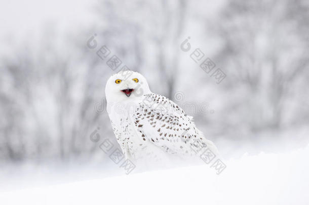 鸟雪猫头鹰坐在雪地上，冬天的场景带着雪花在风中。