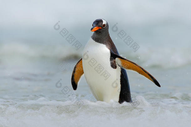 金杜企鹅跳出蓝色的水，在福克兰群岛的海洋中游泳，鸟在自然的海洋栖息地