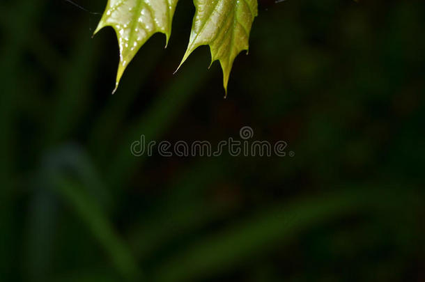 背景黑暗的滴<strong>花农</strong>新鲜的