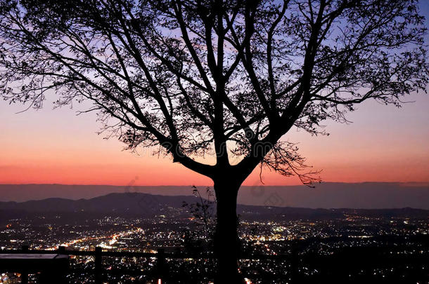 发光的夕阳光和孤独的树影与城市景观。