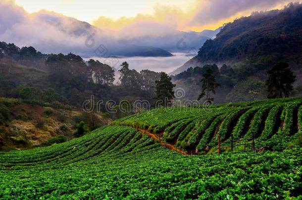 农业安康亚洲亚洲的背景