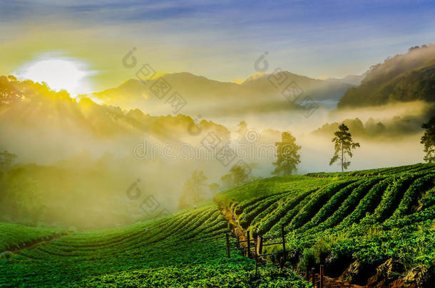 农业安康亚洲亚洲的背景