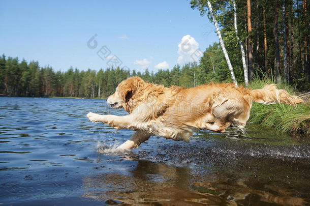 狗金毛猎犬奔跑着潜入森林湖岸，片刻后浸入水中