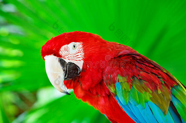 亚马逊动物阿拉鸟类背景