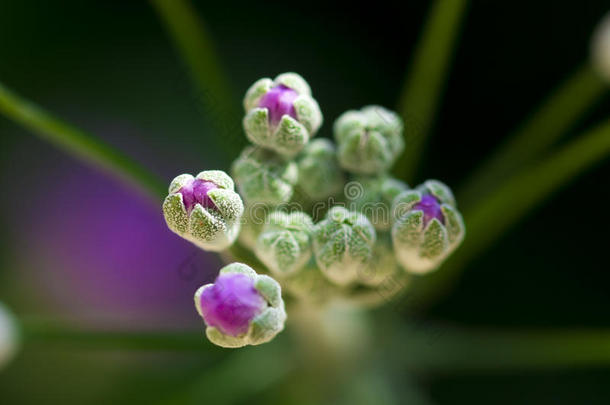 <strong>紫色花</strong>朵的花蕾