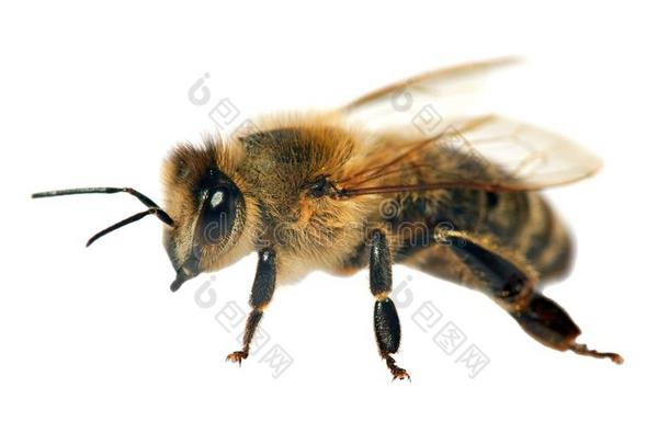 <strong>蜜蜂</strong>或<strong>蜜蜂</strong>的细节，<strong>蜜蜂</strong>