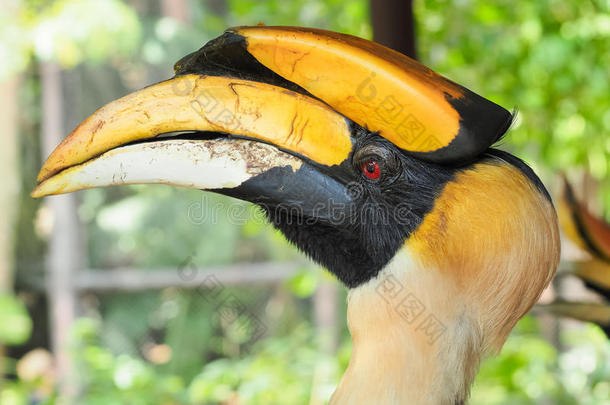 非洲亚马逊动物喙美丽的