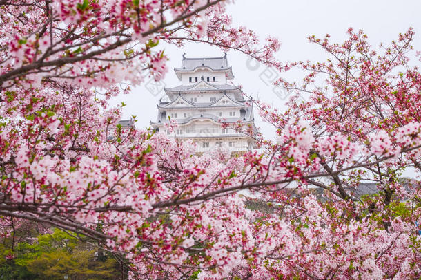 亚洲亚洲的吸引力开花建筑