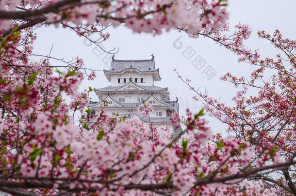 亚洲亚洲的吸引力开花建筑