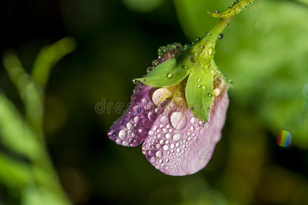 花露水