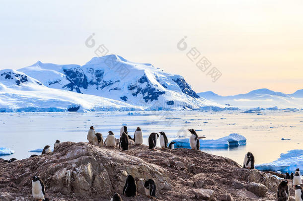 动物南极南极洲地区背景