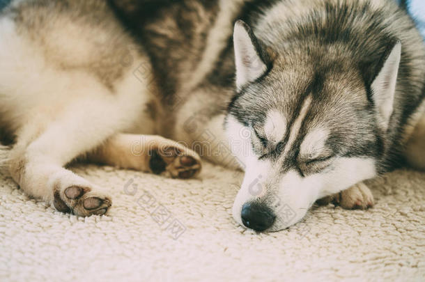 灰色成年西伯利亚哈士奇狗西比斯基哈士奇睡在床上