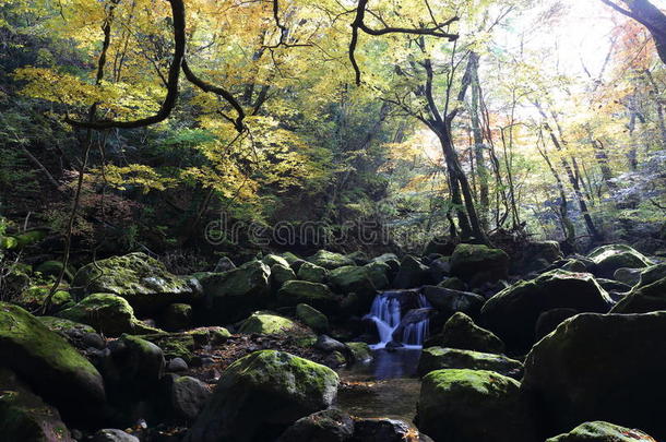 山谷里的秋叶