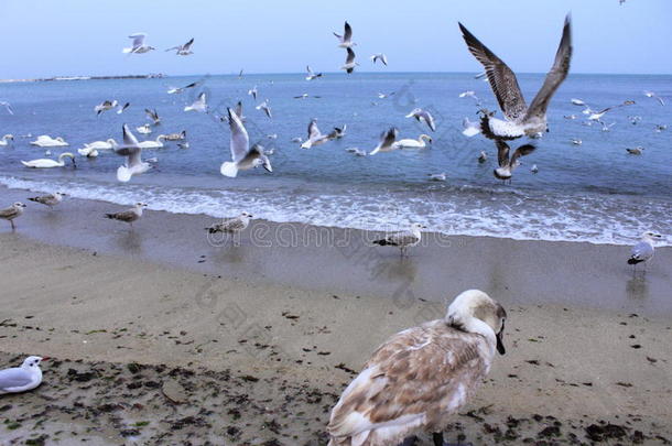 鸟儿飞过海滩