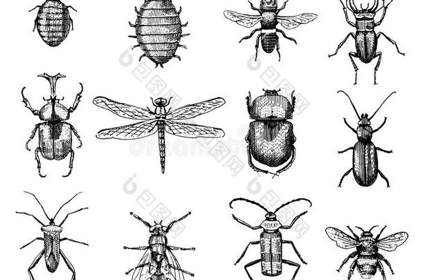 一大套昆虫，虫子，甲虫和蜜蜂，许多物种在老式的旧手绘风格雕刻插图木刻