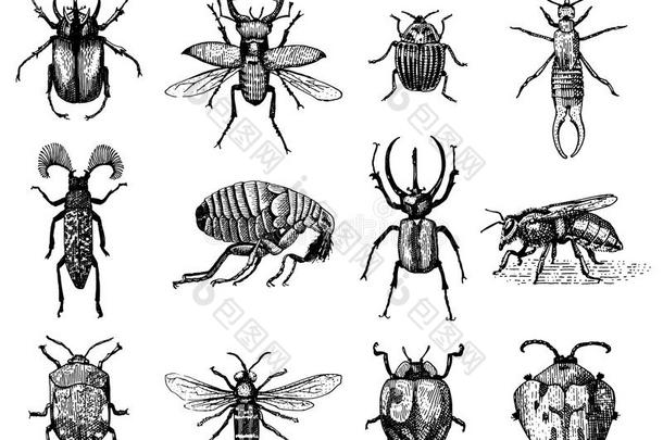 大型昆虫，昆虫，甲虫和蜜蜂，许多物种，在老式的旧手绘风格