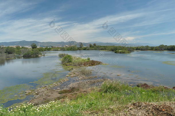 平静的<strong>藤条</strong>海岸盐生<strong>植物</strong>田园诗