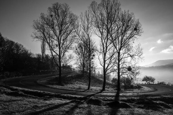 黑白照片，秋天的风景，一棵没有叶子的树，