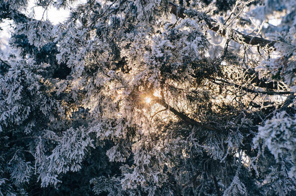 日落时冬季森林中的冷冻松枝