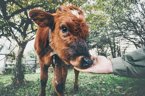 牛犊吃人手有趣的农场动物