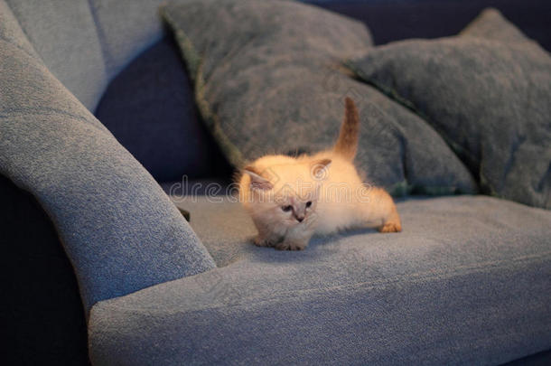 可爱的西伯利亚小猫在蓝色沙发上玩耍
