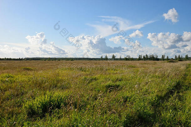 田间草围绕农村道路到Vyritsa之间的田间和FO