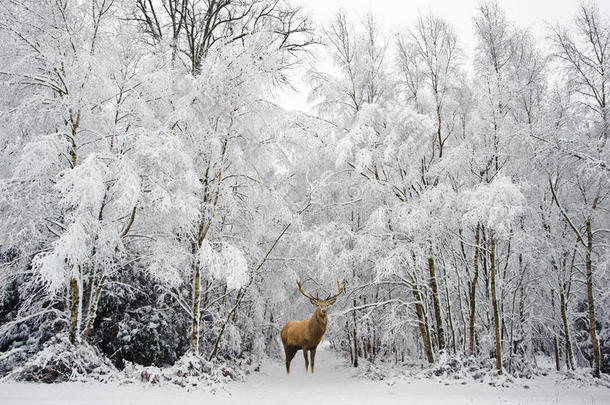 美丽的红鹿鹿在雪中覆盖了节日季节的冬季森林景观