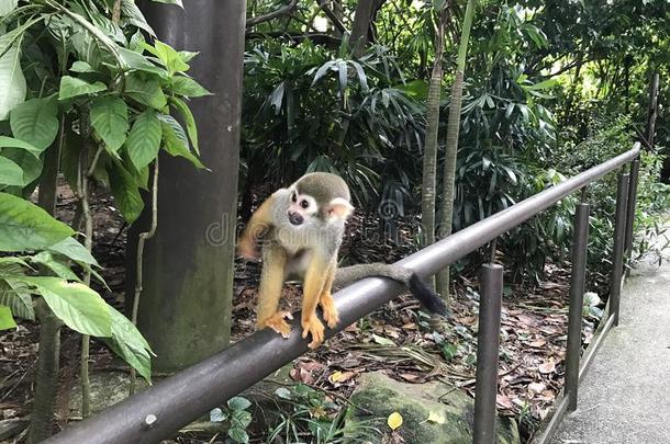 猴子新加坡白脸动物园singarporezoo