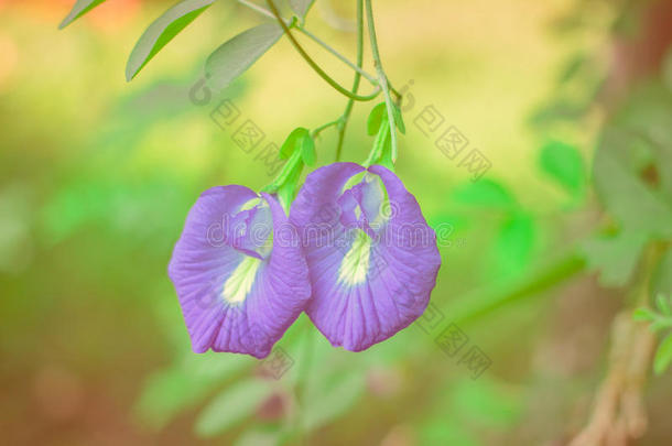 蝴蝶豌豆花。
