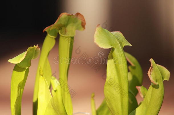 植物学的植物学抓住颜色异国情调的