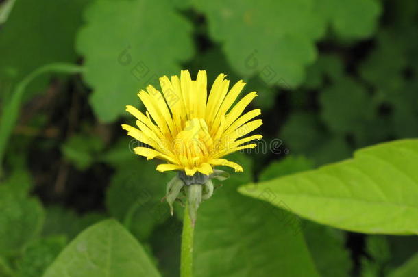 蒲公英花开花框架林间空地