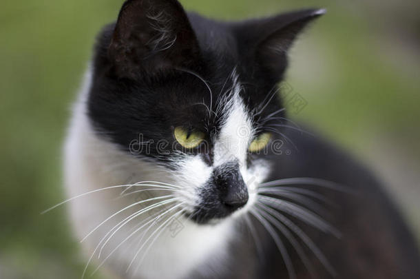 绿色背景上的黑白猫脸。 聪明聪明的黑白猫。 聪明的猫梦见老鼠。
