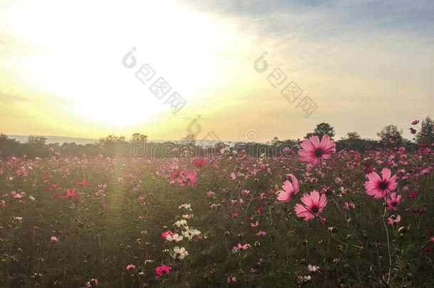 大弹簧场的概念。 草地上盛开着粉红色和白色的宇宙花，在春天的季节，在角落里有合作空间