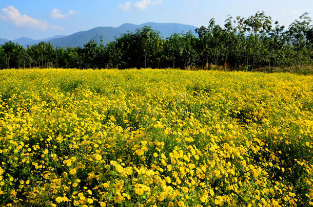 野菊花。