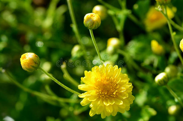 野菊花。