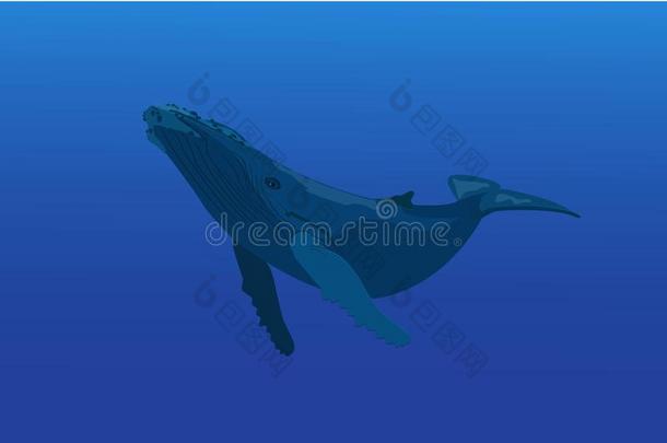 蓝鲸插图