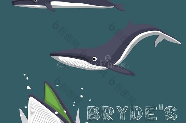 布莱德的鲸鱼卡通矢量插图
