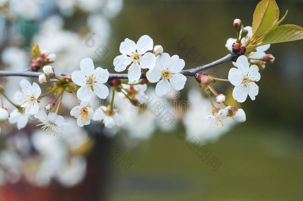 樱桃树枝上开着白色美丽<strong>的</strong>花，绽放着太阳<strong>的</strong>春天